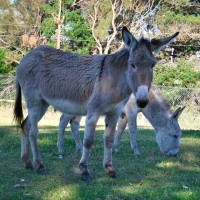 Donkeys at Farm barn