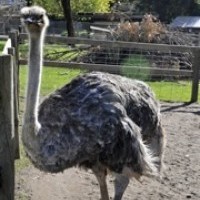 Ostrich at Farm Barn
