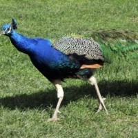 Peacocks at Farm Barn