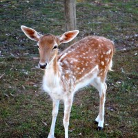 Deer at Farm Barn