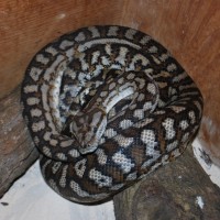 Reptiles at Farm Barn