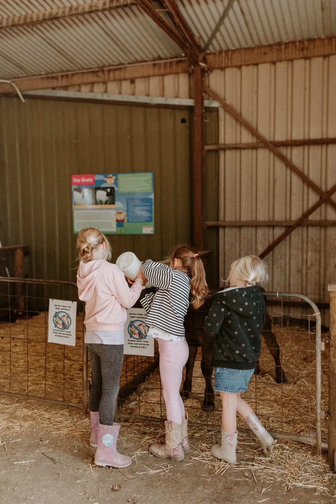 Children feeding the animals in the Hangar