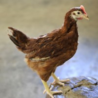 Chicken at Farm Barn
