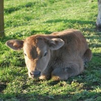 Cows at Farm Barn