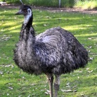 Emus at Farm Barn