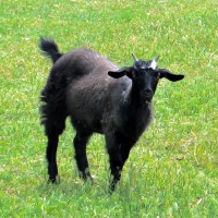 Goats at Farm Barn