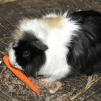 Guinea pigs at Farm Barn