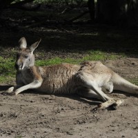 Kangaroos at Farm Barn
