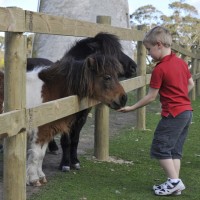 Ponies at Farm Barn