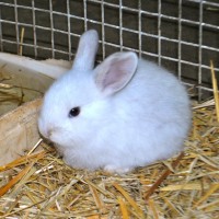 Rabbits at Farm Barn