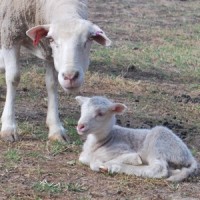 Sheep at Farm Barn